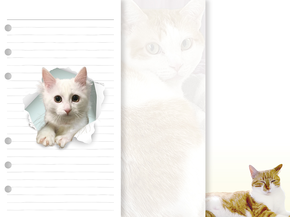 nakami 市川さんちの猫 - 画像 (3)